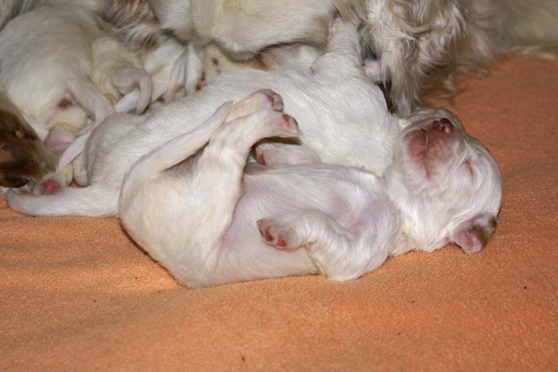 a_Spice_Twice_Snow-litter_2weeks_e