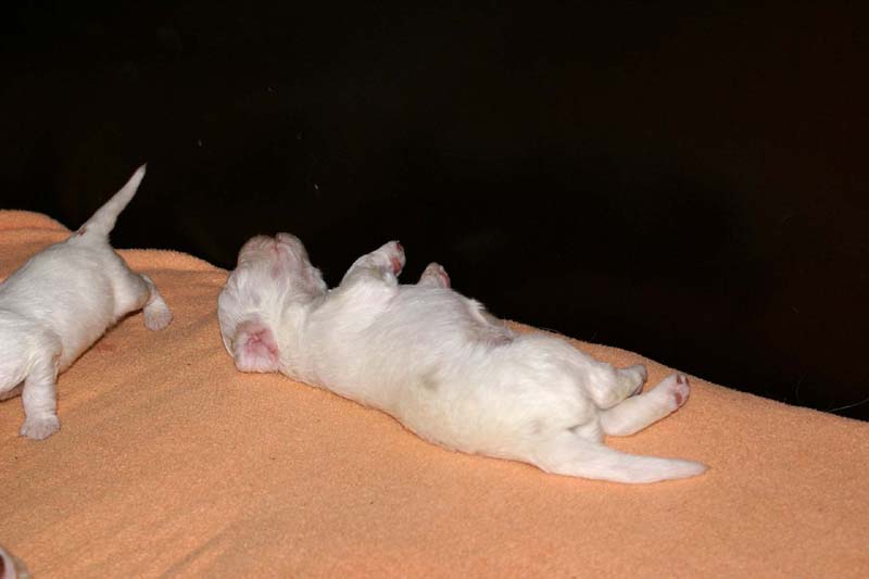 a_Spice_Twice_Snow-litter_2weeks_f