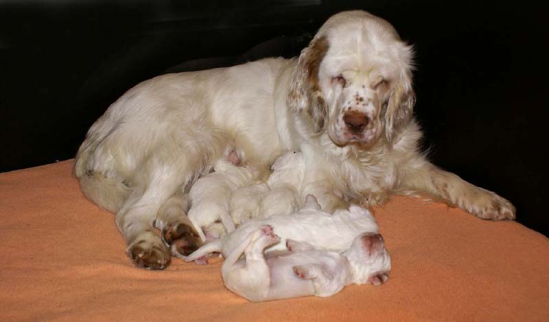 a_Spice_Twice_Snow-litter_2weeks_g