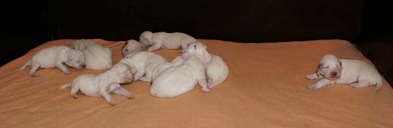 a_Spice_Twice_Snow-litter_2weeks_k