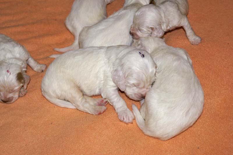 a_Spice_Twice_Snow-litter_2weeks_l