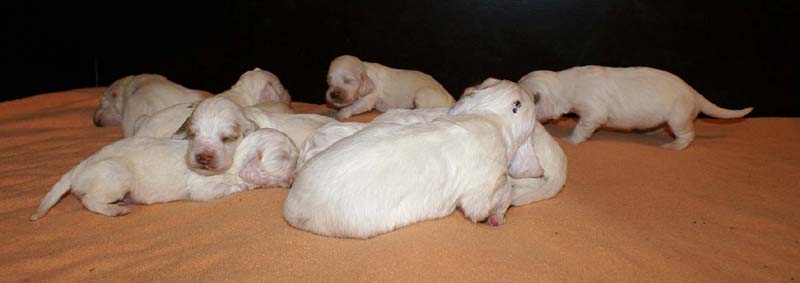 a_Spice_Twice_Snow-litter_2weeks_m