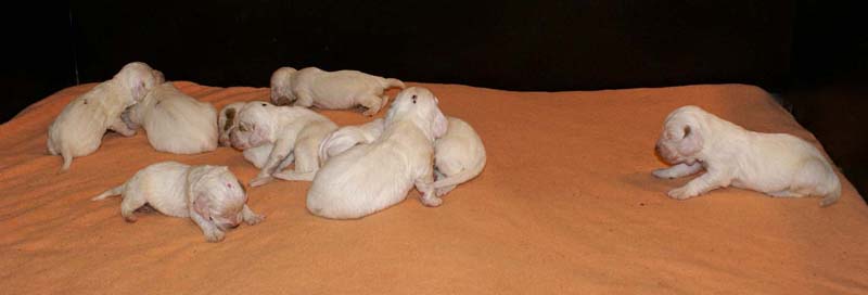 a_Spice_Twice_Snow-litter_2weeks_n