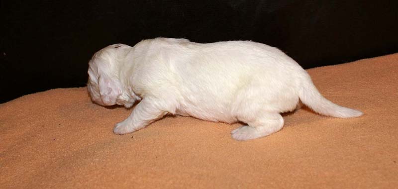 boy_bronze_head_2weeks_e