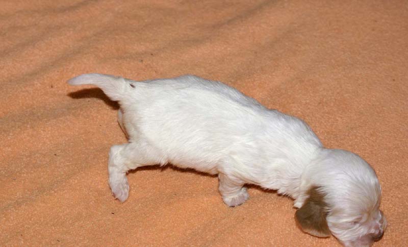 boy_bronze_tail_2weeks_a