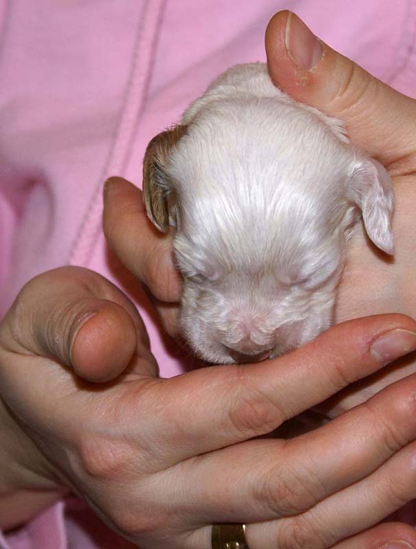 boy_bronze_tail_2weeks_c