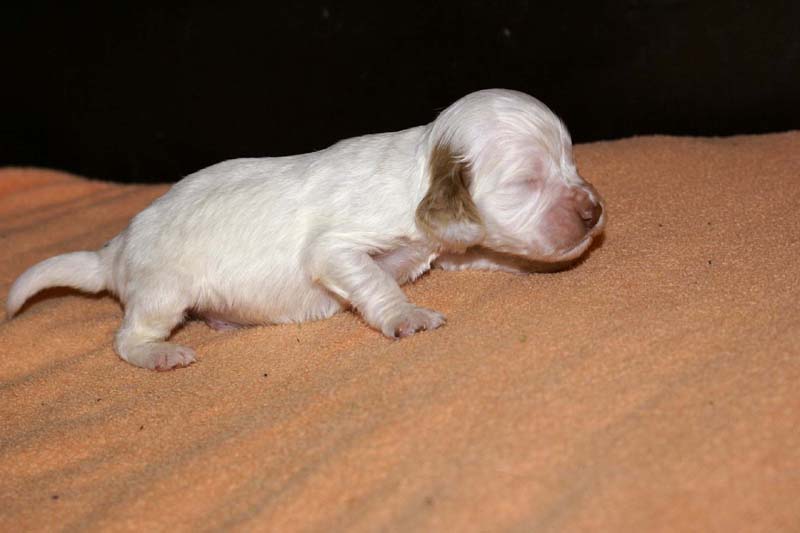 boy_bronze_tail_2weeks_d