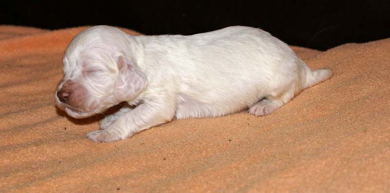 boy_bronze_tail_2weeks_e