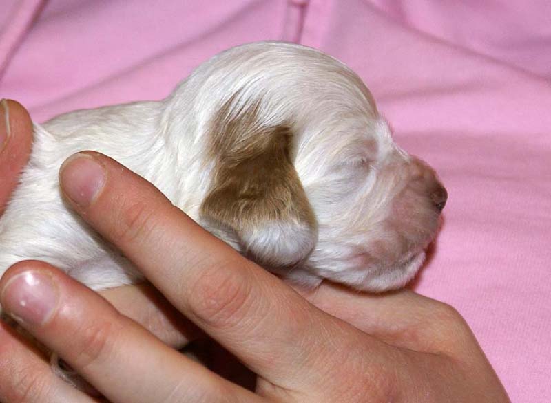 boy_bronze_tail_2weeks_f