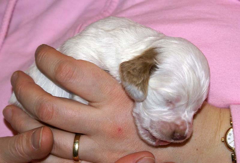 boy_bronze_tail_2weeks_g