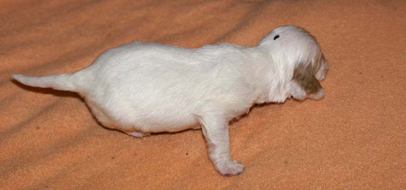 boy_green_head_2weeks_b