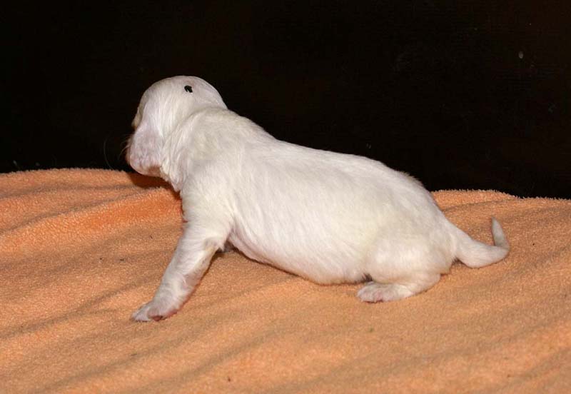 boy_green_head_2weeks_d