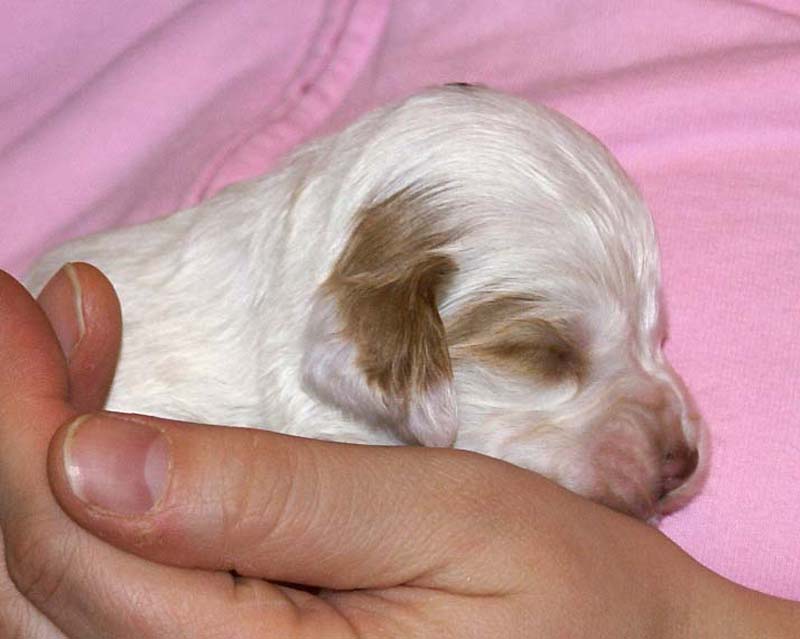 boy_green_head_2weeks_f