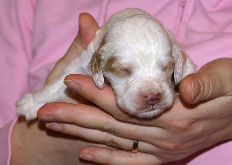 boy_green_head_2weeks_g