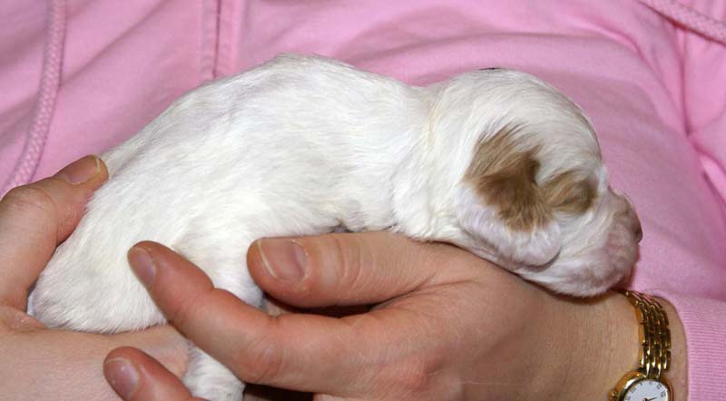 boy_green_head_2weeks_i