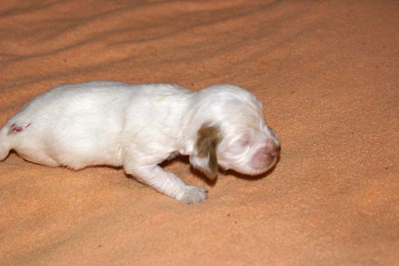 boy_pink_tail_2weeks_b