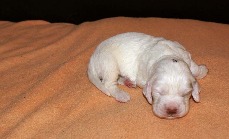 boy_purple_head_2weeks_a