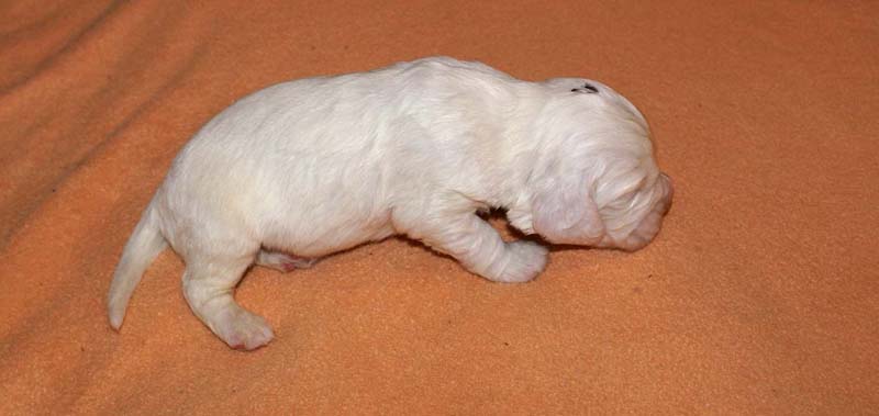 boy_purple_head_2weeks_b