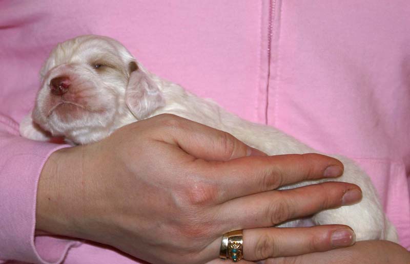 boy_purple_head_2weeks_c