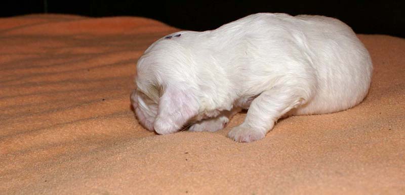 boy_purple_head_2weeks_d