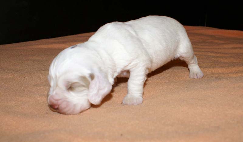 boy_purple_head_2weeks_e