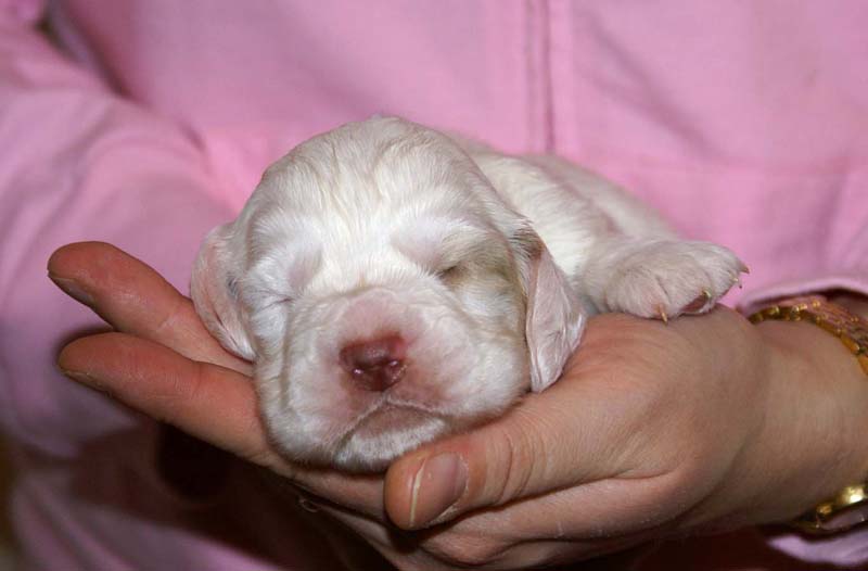 boy_purple_head_2weeks_f