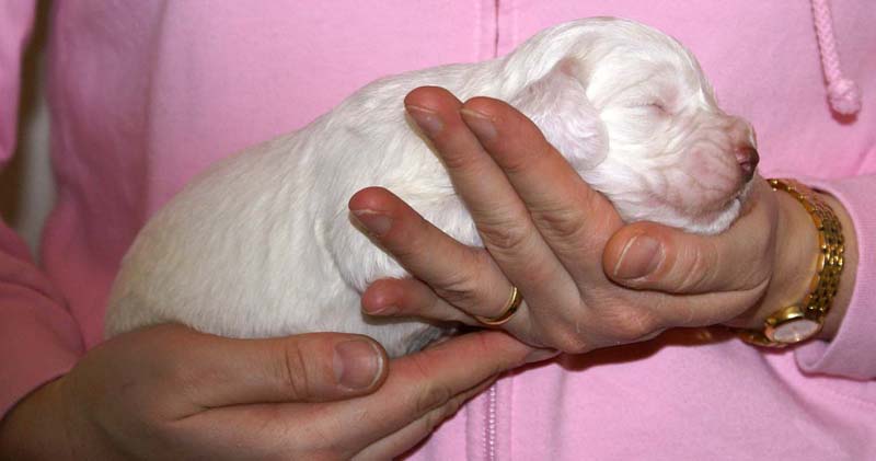 boy_purple_head_2weeks_g