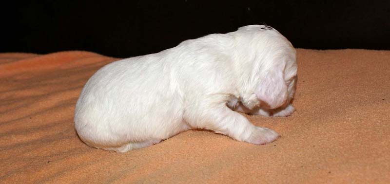 boy_purple_head_2weeks_h