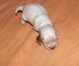 boy_bronze_tail_2weeks_b