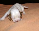 boy_pink_tail_2weeks_d