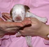 boy_pink_tail_2weeks_f