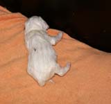 girl_bronze_back_2weeks_d