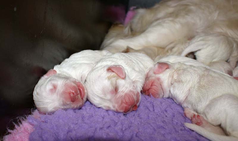 Snow_litter_3rd_day_a