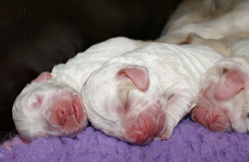 Snow_litter_3rd_day_b