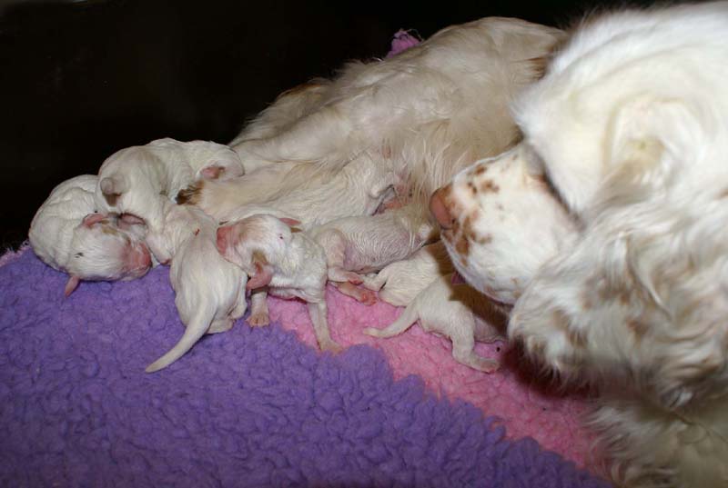 Snow_litter_3rd_day_k