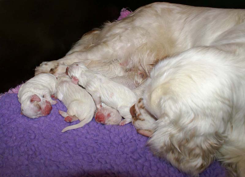 Snow_litter_3rd_day_m