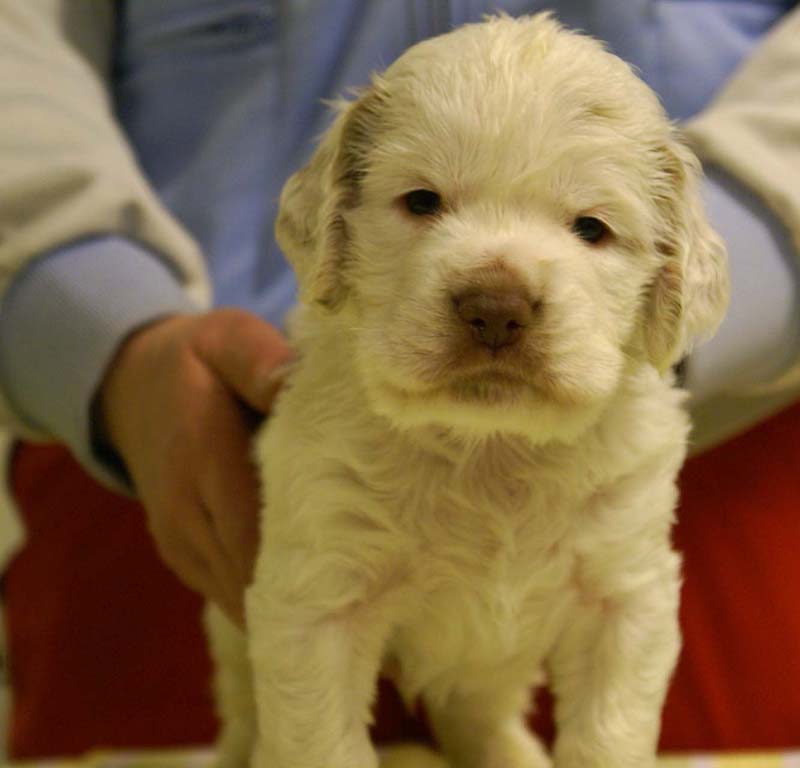 boy_bronze_head_4,5weeks_b
