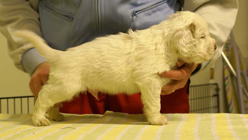 boy_bronze_head_4,5weeks_d