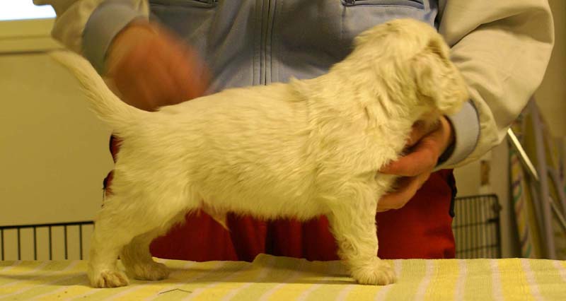 boy_bronze_head_4,5weeks_e