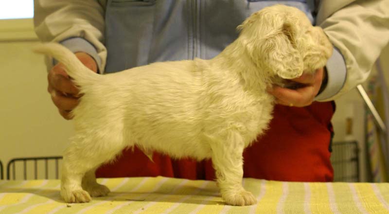 boy_bronze_head_4,5weeks_f