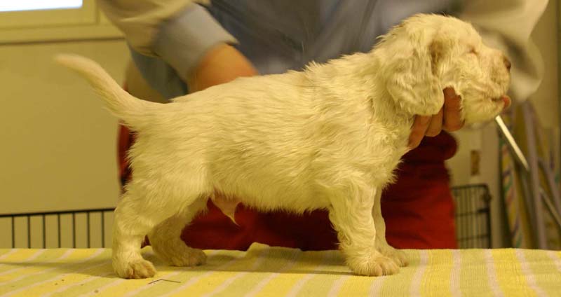 boy_bronze_head_4,5weeks_g