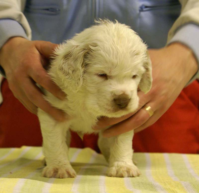 boy_bronze_head_4,5weeks_h