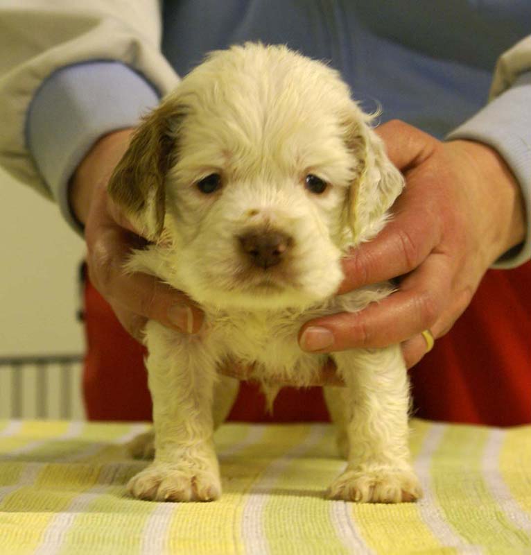 boy_bronze_tail_4,5weeks_a