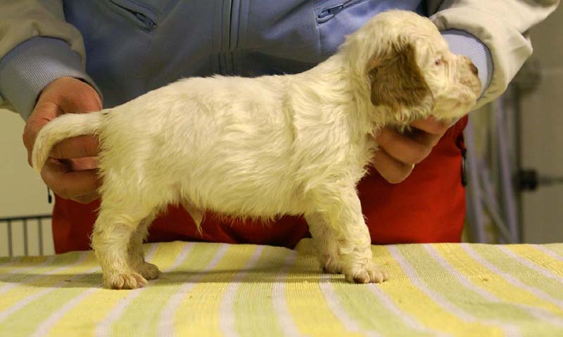 boy_bronze_tail_4,5weeks_b