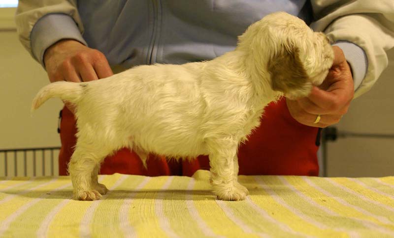 boy_bronze_tail_4,5weeks_e