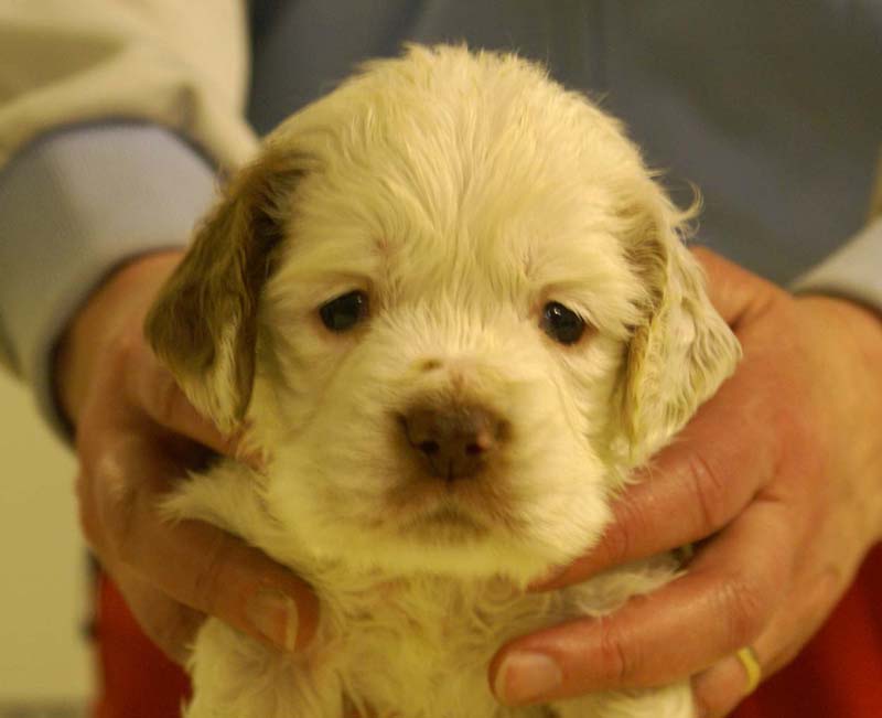 boy_bronze_tail_4,5weeks_f