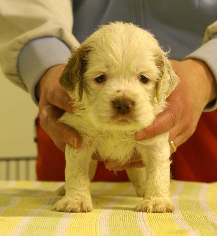 boy_bronze_tail_4,5weeks_g