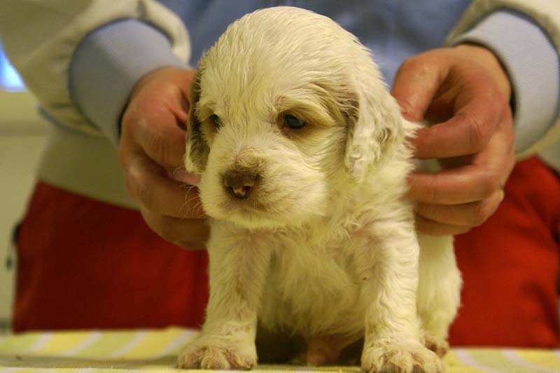 boy_green_head_4,5weeks_a