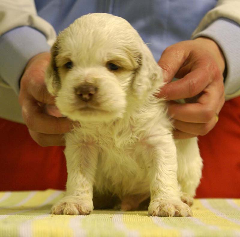 boy_green_head_4,5weeks_b