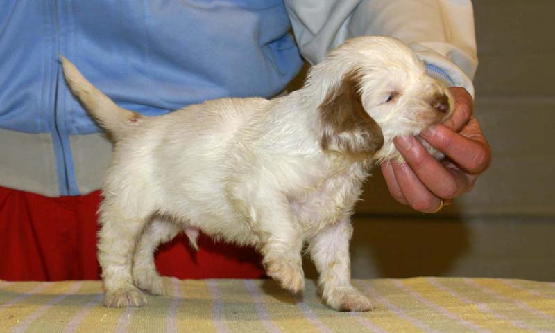 boy_pink_tail_4,5weeks_a